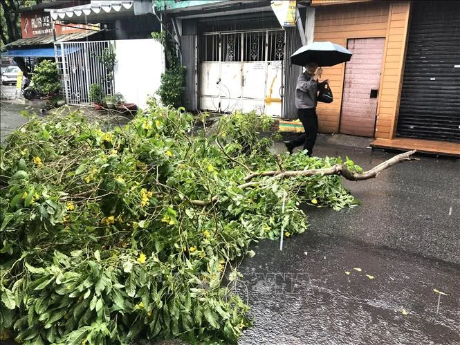 TP Hồ Chí Minh: Mưa to, gió giật mạnh khiến cây xanh gãy đổ hàng loạt - Ảnh 2.