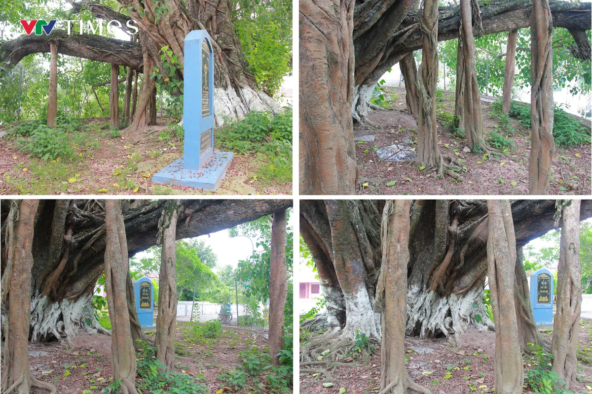 Chi&ecirc;m ngưỡng c&acirc;y Bồ Đề hơn 900 tuổi - Ảnh 4.
