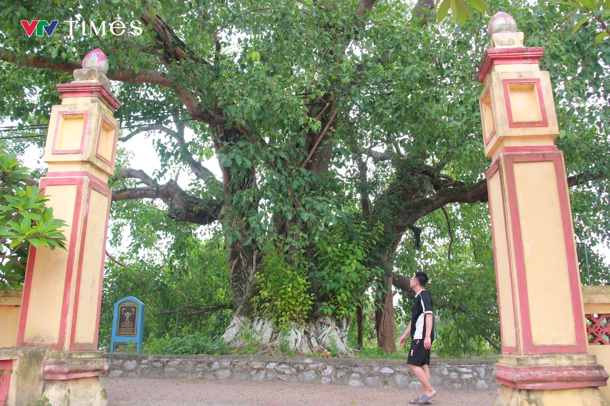 Chi&ecirc;m ngưỡng c&acirc;y Bồ Đề hơn 900 tuổi - Ảnh 6.