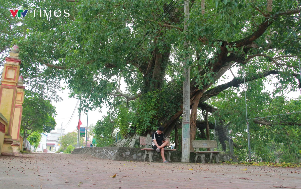 Chi&ecirc;m ngưỡng c&acirc;y Bồ Đề hơn 900 tuổi - Ảnh 7.