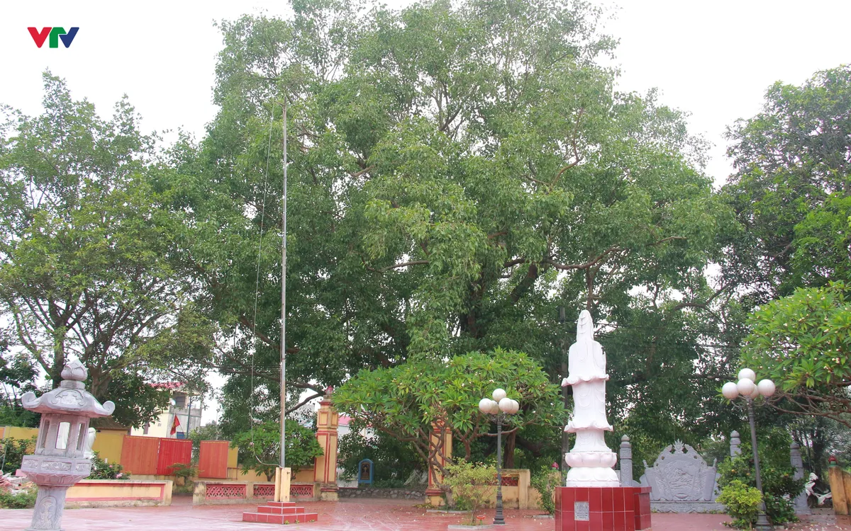 Theo lịch sử của làng để lại, năm 1112 thời Lý Nhân Tông, vị Thành hoàng làng Nguyễn Công Phạm về tu tại đền Dịch Diệp, ông cùng dân làng tu bổ lại đền, đúc chuông, làm tượng, trồng cây tạo cảnh, trong đó có trồng cây Bồ Đề. 