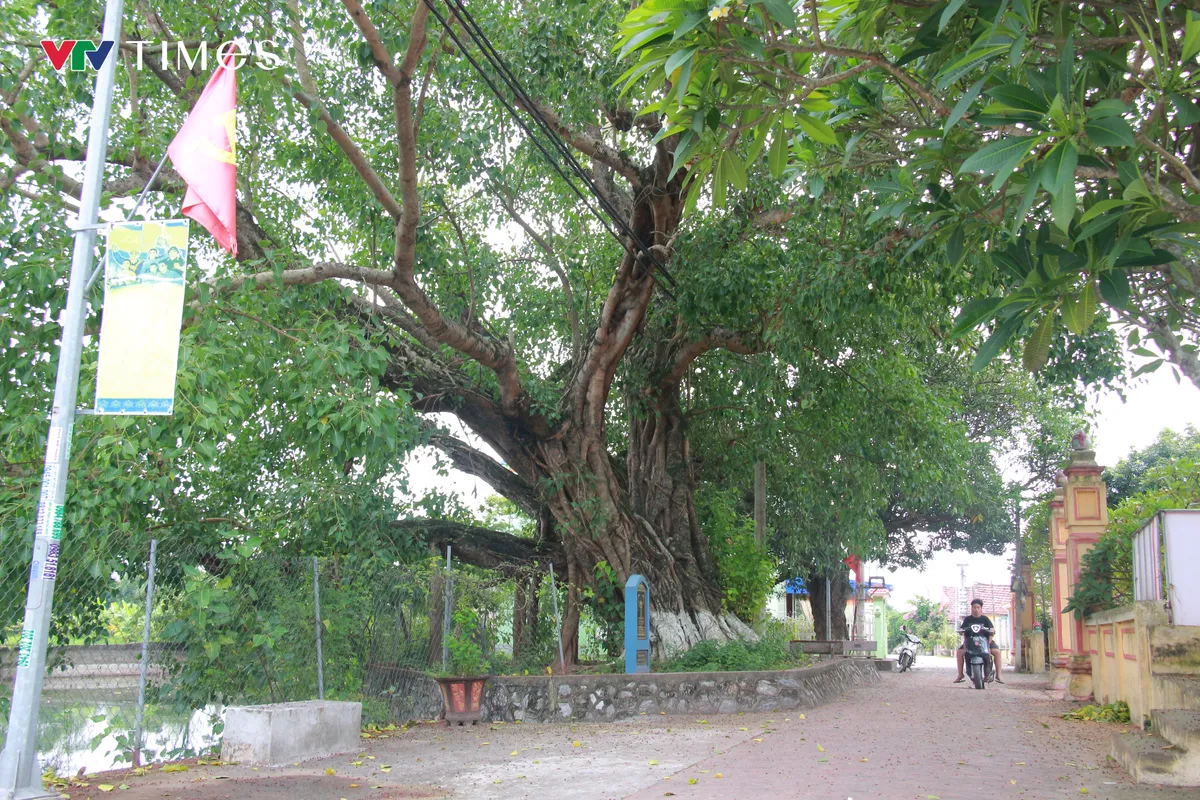 Chi&ecirc;m ngưỡng c&acirc;y Bồ Đề hơn 900 tuổi - Ảnh 1.