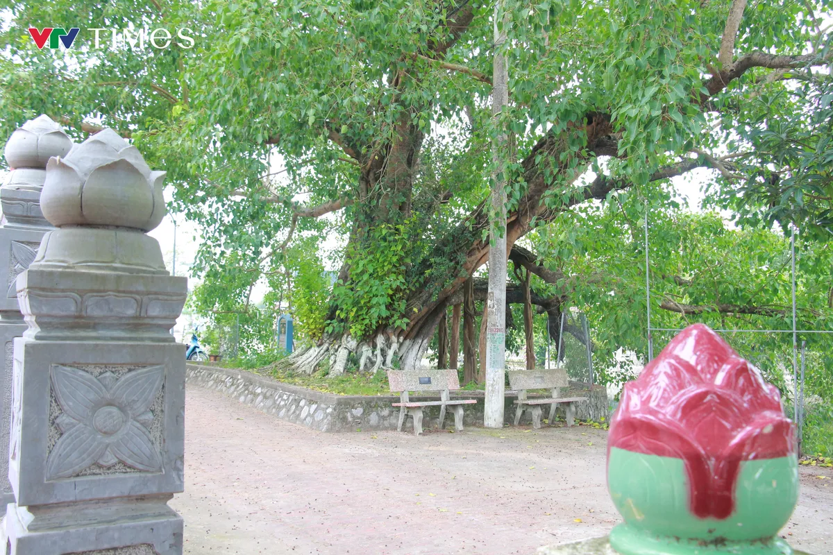 Chi&ecirc;m ngưỡng c&acirc;y Bồ Đề hơn 900 tuổi - Ảnh 3.