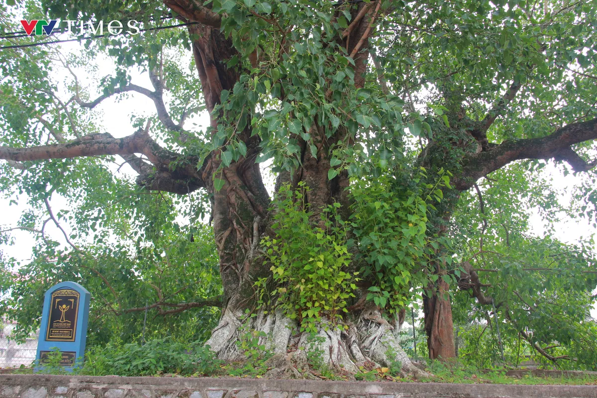 Chi&ecirc;m ngưỡng c&acirc;y Bồ Đề hơn 900 tuổi - Ảnh 2.