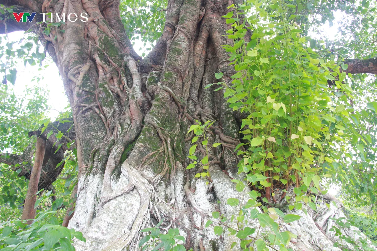 Chi&ecirc;m ngưỡng c&acirc;y Bồ Đề hơn 900 tuổi - Ảnh 5.