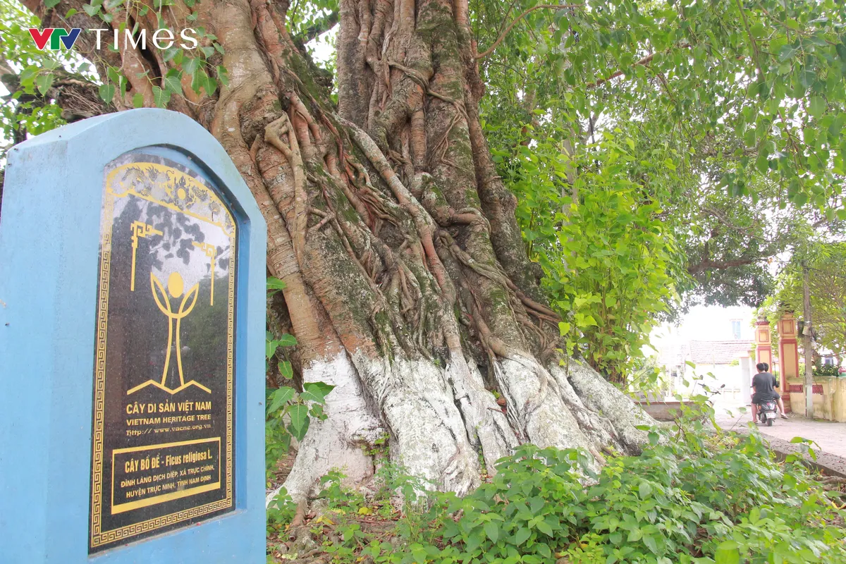 Chi&ecirc;m ngưỡng c&acirc;y Bồ Đề hơn 900 tuổi - Ảnh 9.
