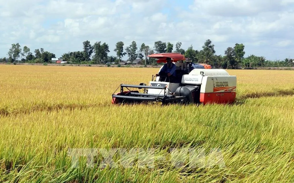 Xây dựng thương hiệu lúa gạo Việt Nam Xây dựng thương hiệu lúa gạo Việt Nam