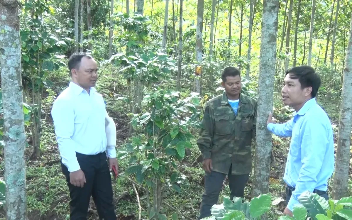 Trong những năm qua, Xã Tu Mơ Rông tích cực hỗ trợ người dân cây giống để phát triển kinh tế. Trong những năm qua, Xã Tu Mơ Rông tích cực hỗ trợ người dân cây giống để phát triển kinh tế.