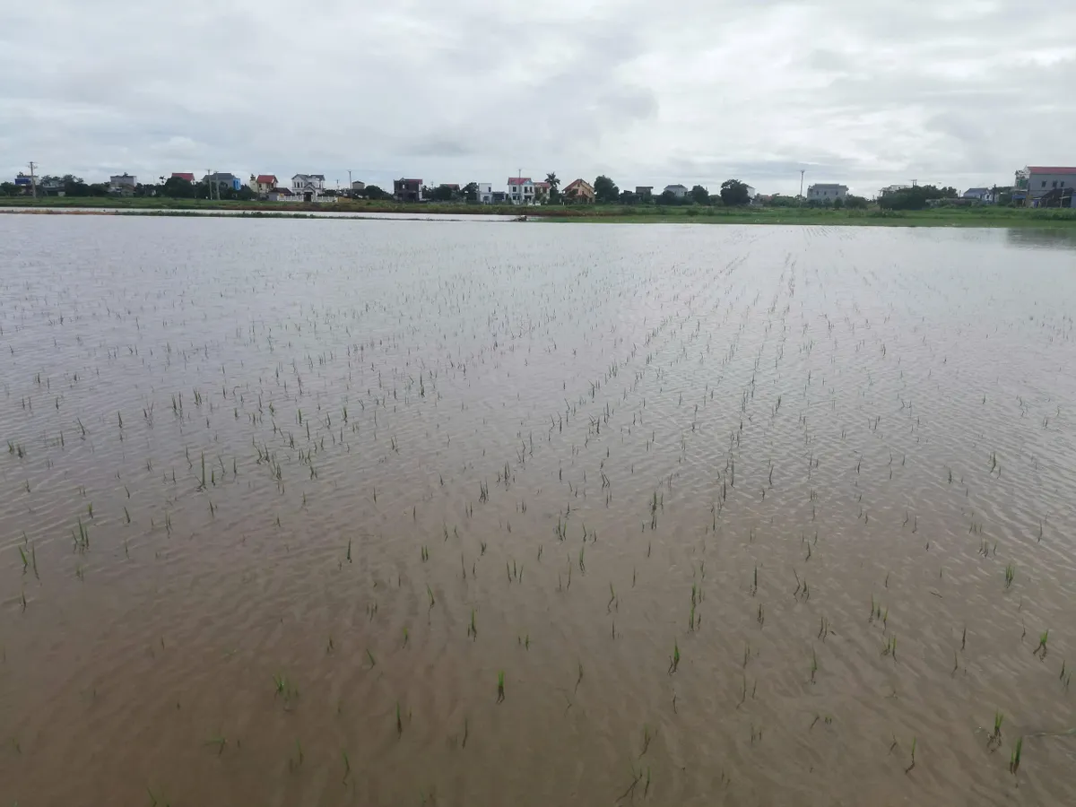 Ninh B&igrave;nh: Chủ động chống ngập &uacute;ng cho l&uacute;a m&ugrave;a - Ảnh 1.