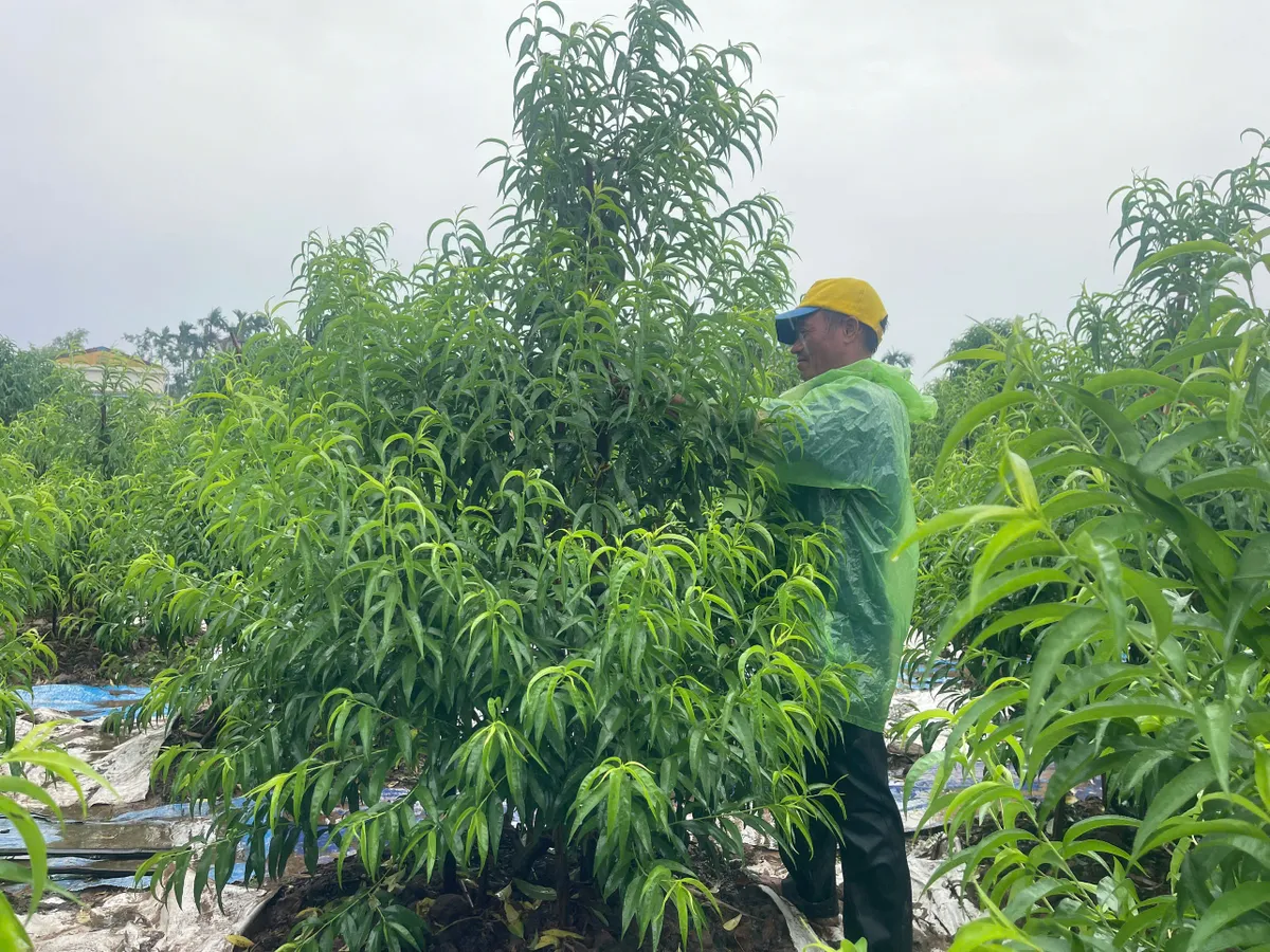 Ninh Bình: Mưa lớn trên diện rộng, nước sông đang dâng cao - Ảnh 3.