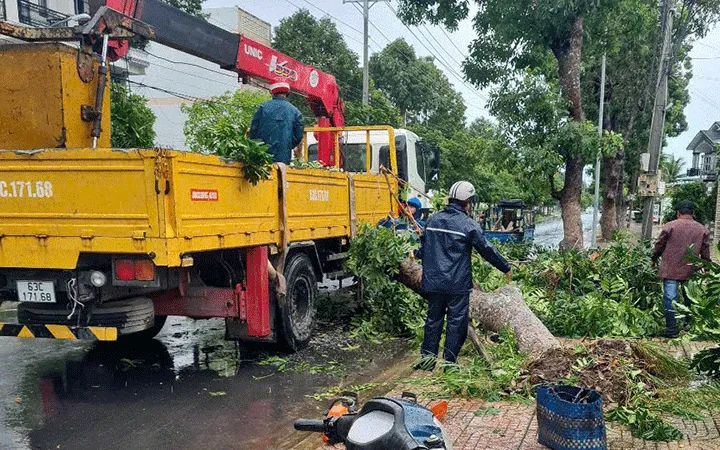 Cây xanh ngã đổ do mưa dông trên địa bàn phường Gò Công (tỉnh Đồng Tháp). Ảnh: ND