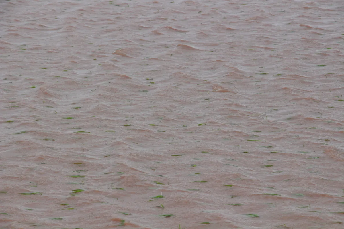 Ninh B&igrave;nh: Vận h&agrave;nh 345 m&aacute;y bơm để cứu hơn 70.000 ha l&uacute;a bị ngập- Ảnh 1.