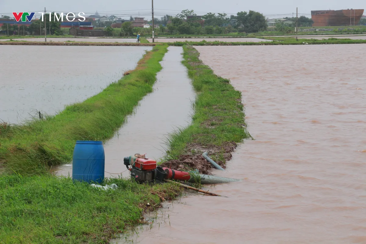 Hàng chục ha lúa mới cấy ở Ninh Bình ngập sâu trong biển nước - Ảnh 7.
