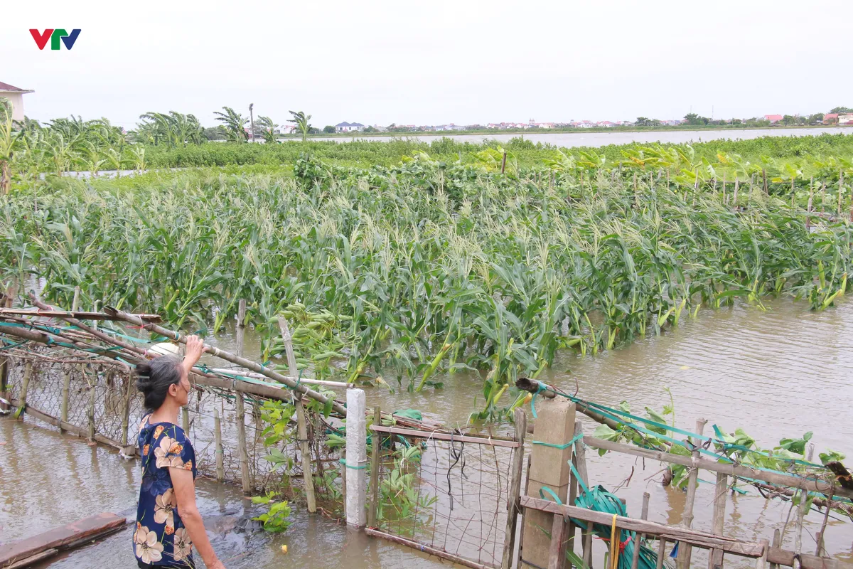 Hàng chục ha lúa mới cấy ở Ninh Bình ngập sâu trong biển nước - Ảnh 2.