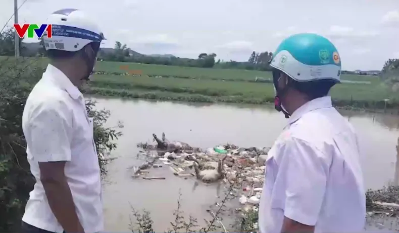 Nhiều xác lợn chết vứt trôi trên kênh giữa lúc dịch tả lợn châu Phi bùng phát - Ảnh 1.