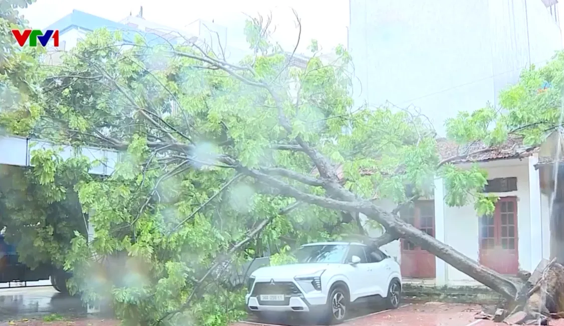 Thanh Hóa mưa trên 300mm, nhiều khu vực ngập lụt, cây đổ - Ảnh 2.