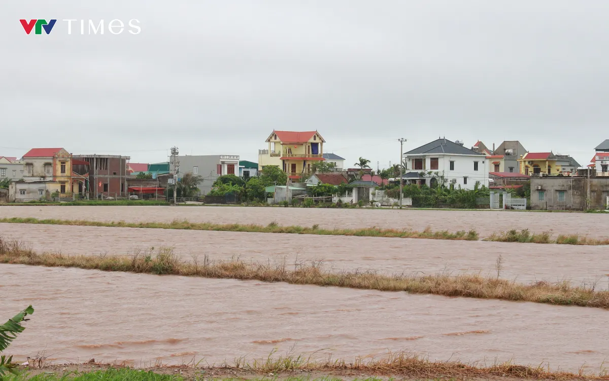 Nhiều cánh đồng lúa mùa mới gieo cấy ở Ninh Bình mênh mông nước. Ảnh: Mai Chiến 