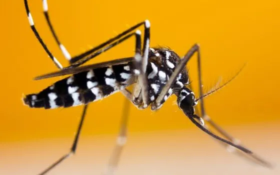 Virus Chikungunya lây lan qua muỗi vằn (Ảnh minh họa: Getty Images) Virus Chikungunya lây lan qua muỗi vằn (Ảnh minh họa: Getty Images)