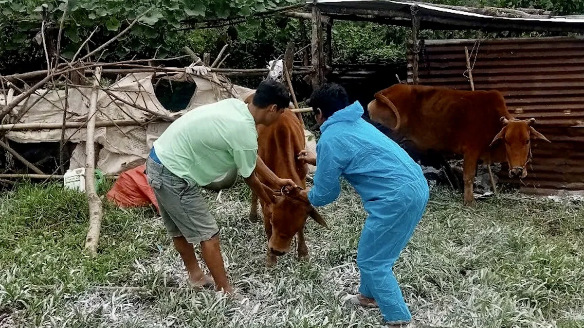 Quảng Ngãi : Cấp hơn 21.5000 liều vắc xin và hóa chất phòng, chống dịch bệnh động vật - Ảnh 1.