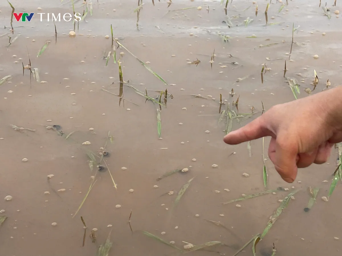 Ninh Bình: Tăng số lượng máy bơm tiêu nước để cứu lúa - Ảnh 1.