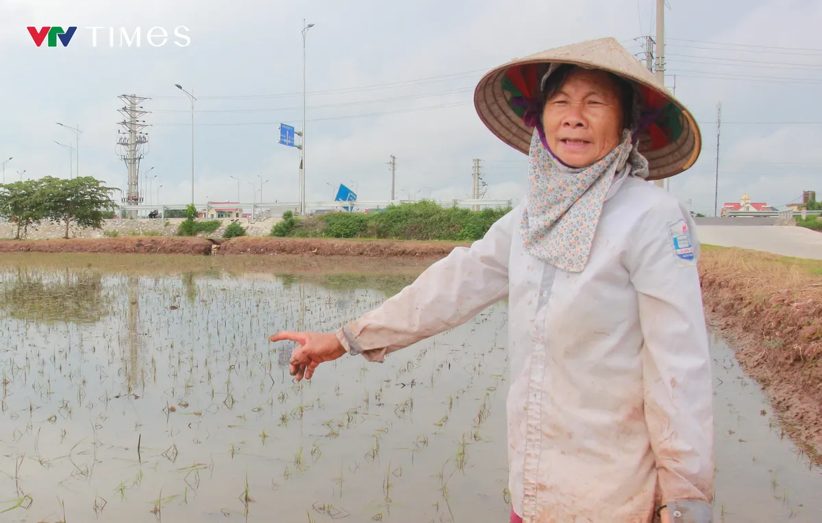 Ninh Bình: Hơn 40.000 ha lúa ngập úng sau bão, nông dân thấp thỏm gieo lại vụ mùa - Ảnh 1.