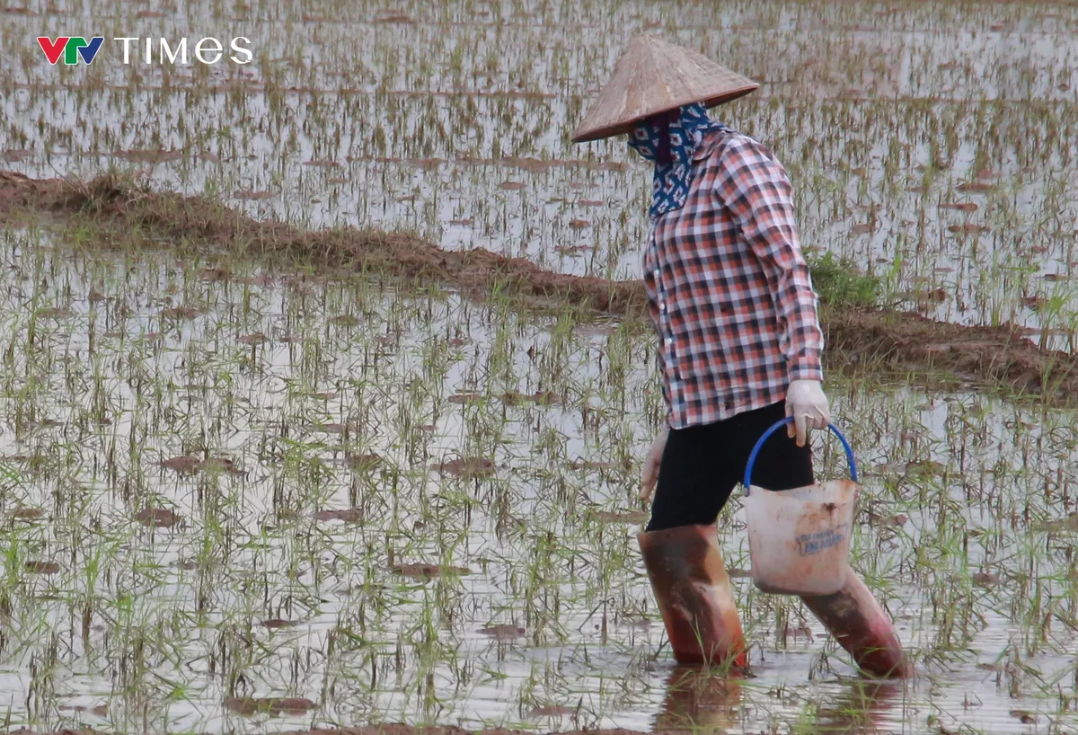 Ninh Bình: Hơn 40.000 ha lúa ngập úng sau bão, nông dân thấp thỏm gieo lại vụ mùa - Ảnh 2.