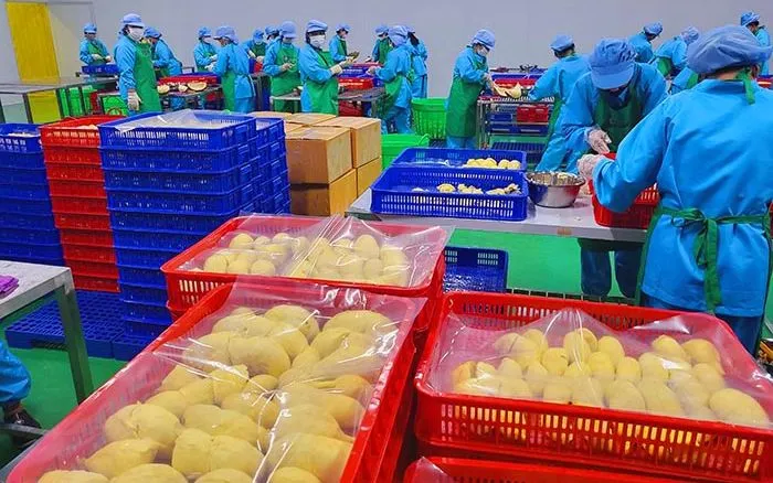 Tập trung xuất khẩu sầu riêng đông lạnh là một trong những giải pháp giúp ngành hàng kỳ vọng lấy lại được đà tăng trưởng Tập trung xuất khẩu sầu riêng đông lạnh là một trong những giải pháp giúp ngành hàng kỳ vọng lấy lại được đà tăng trưởng