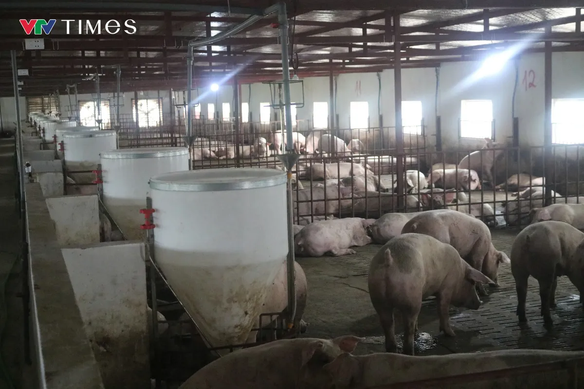 Ninh Bình: Tiêu hủy hơn 3.200 con lợn mắc bệnh dịch tả lợn châu Phi - Ảnh 3.