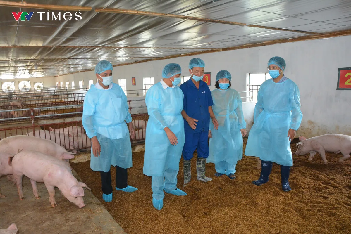 Ninh Bình: Tiêu hủy hơn 3.200 con lợn mắc bệnh dịch tả lợn châu Phi - Ảnh 5.