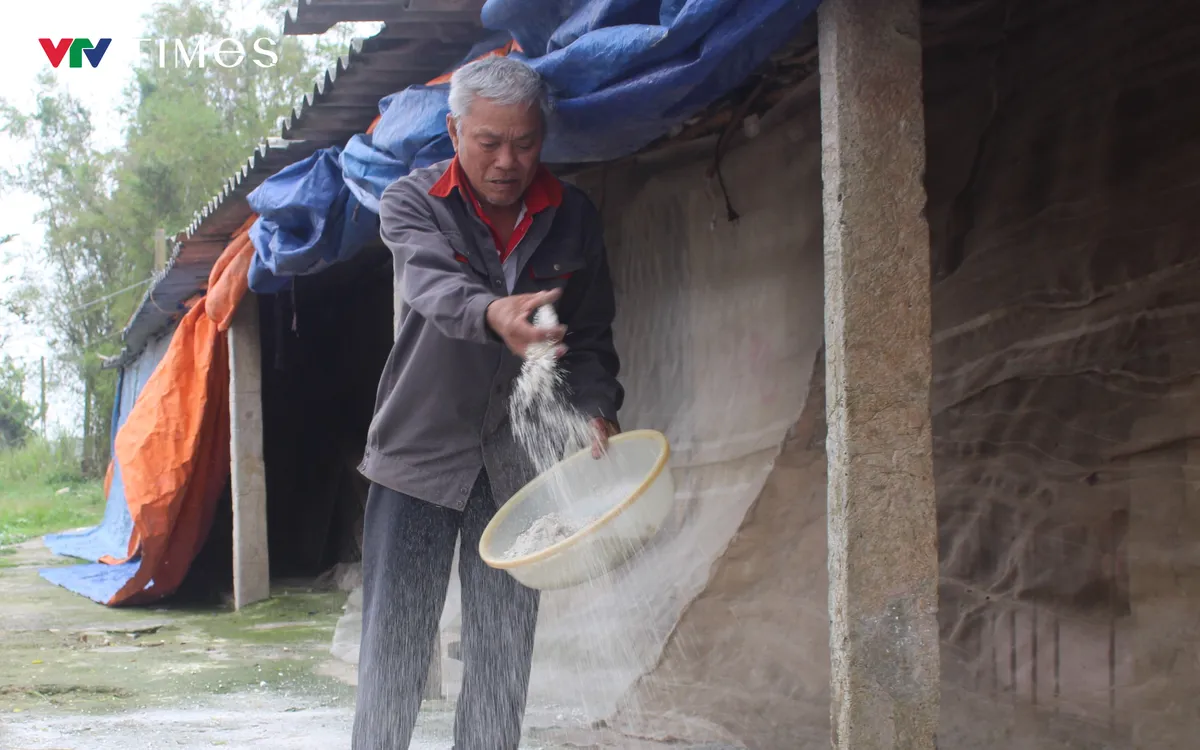 Người chăn nuôi ở Ninh Bình chủ động rắc vôi bột phòng chống dịch tả lợn châu Phi. Ảnh: Mai Chiến. Người chăn nuôi ở Ninh Bình chủ động rắc vôi bột phòng chống dịch tả lợn châu Phi. Ảnh: Mai Chiến.