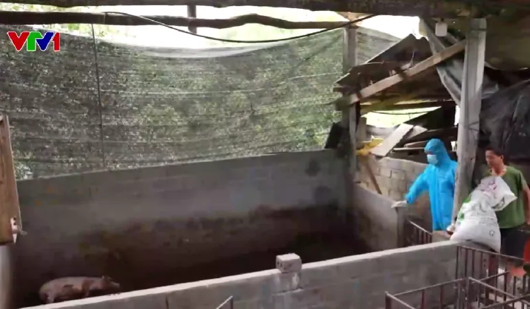 Thiếu k&ecirc; khai chăn nu&ocirc;i, người d&acirc;n đối mặt nguy cơ mất trắng khi dịch b&ugrave;ng ph&aacute;t - Ảnh 1.