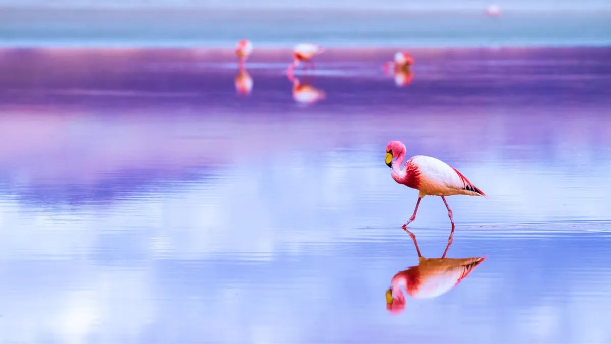 Salar de Uyuni: Thiên đường muối cho sức khỏe và cuộc sống  - Ảnh 1.
