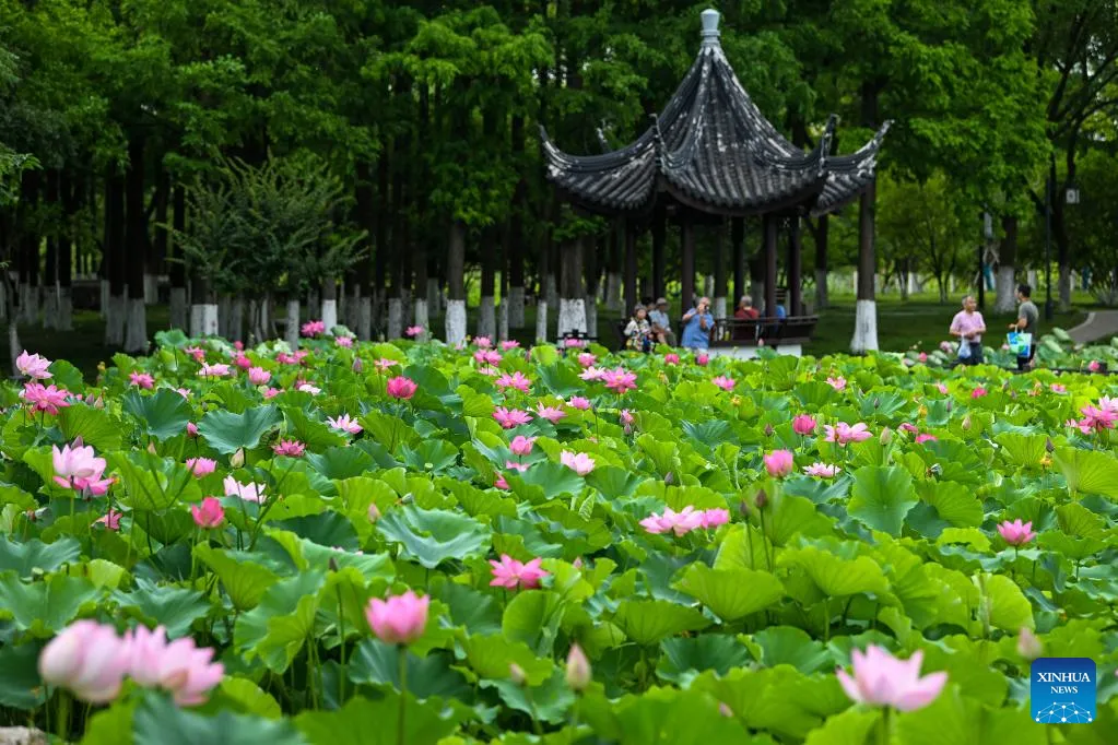 Hoa sen giúp phát triển du lịch tại Phúc Kiến, Trung Quốc - Ảnh 1.