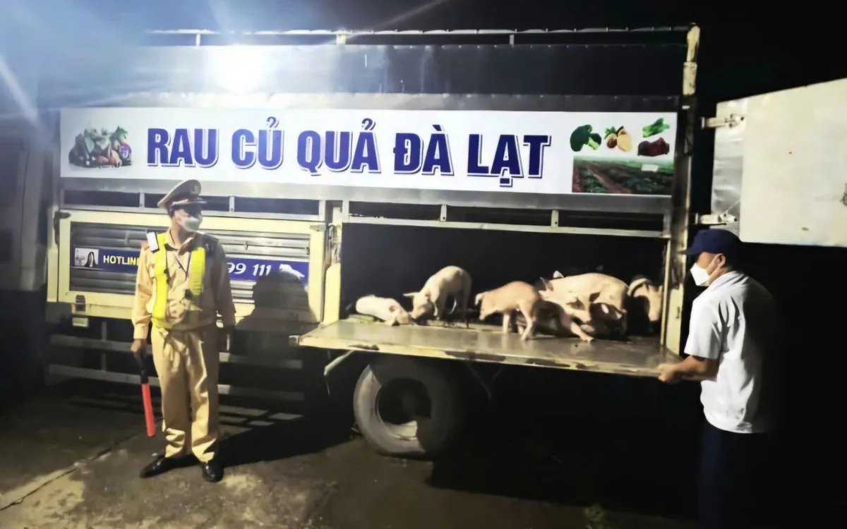 97 con lợn nhiễm virus dịch tả lợn châu Phi từ Lâm Đồng qua Đắk Lắk tiêu thụ.