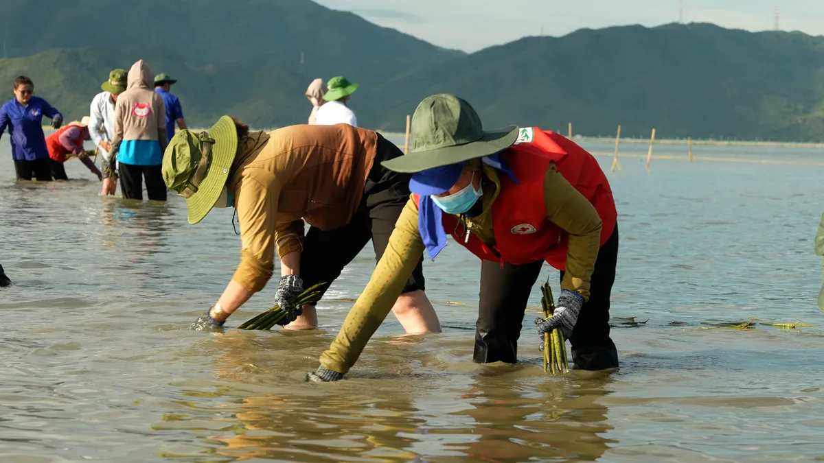 Người dân Khánh Hòa chung tay trồng rừng ngập mặn, lan tỏa thông điệp "Sống xanh"- Ảnh 3.