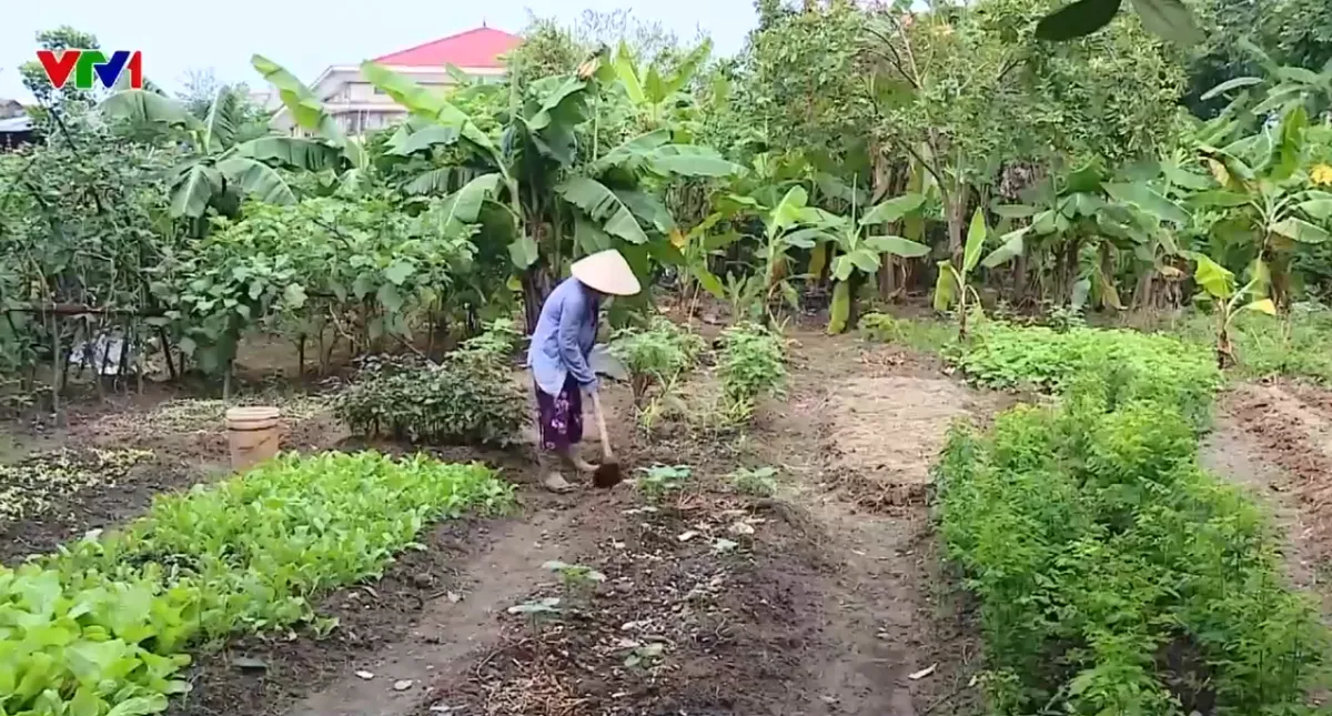 Dự án công viên cây xanh bị bỏ hoang 17 năm, biến thành ruộng rau, nuôi gà- Ảnh 1.