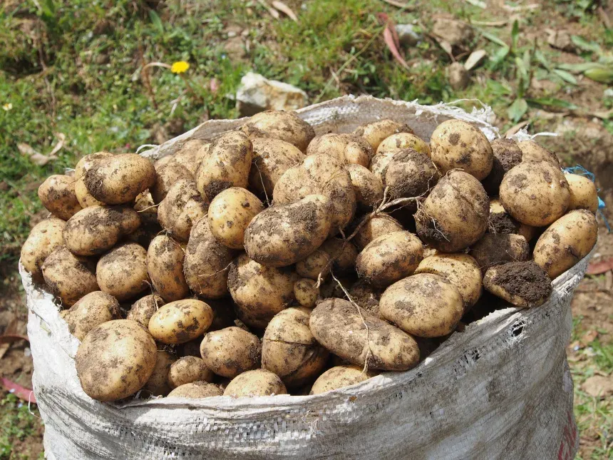 Nhiều giống khoai tây bản địa đa dạng sinh học được trồng tại Peru. Nhiều giống khoai tây bản địa đa dạng sinh học được trồng tại Peru.