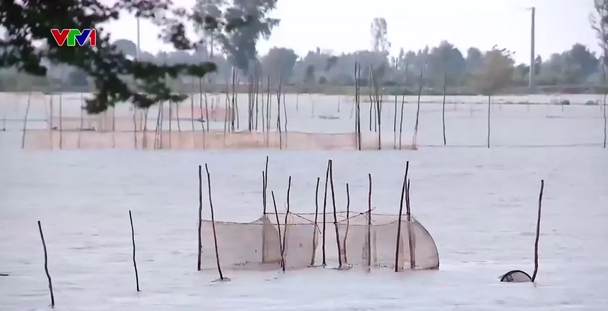 Đồng bằng s&ocirc;ng Cửu Long đ&oacute;n lũ  - Ảnh 1.