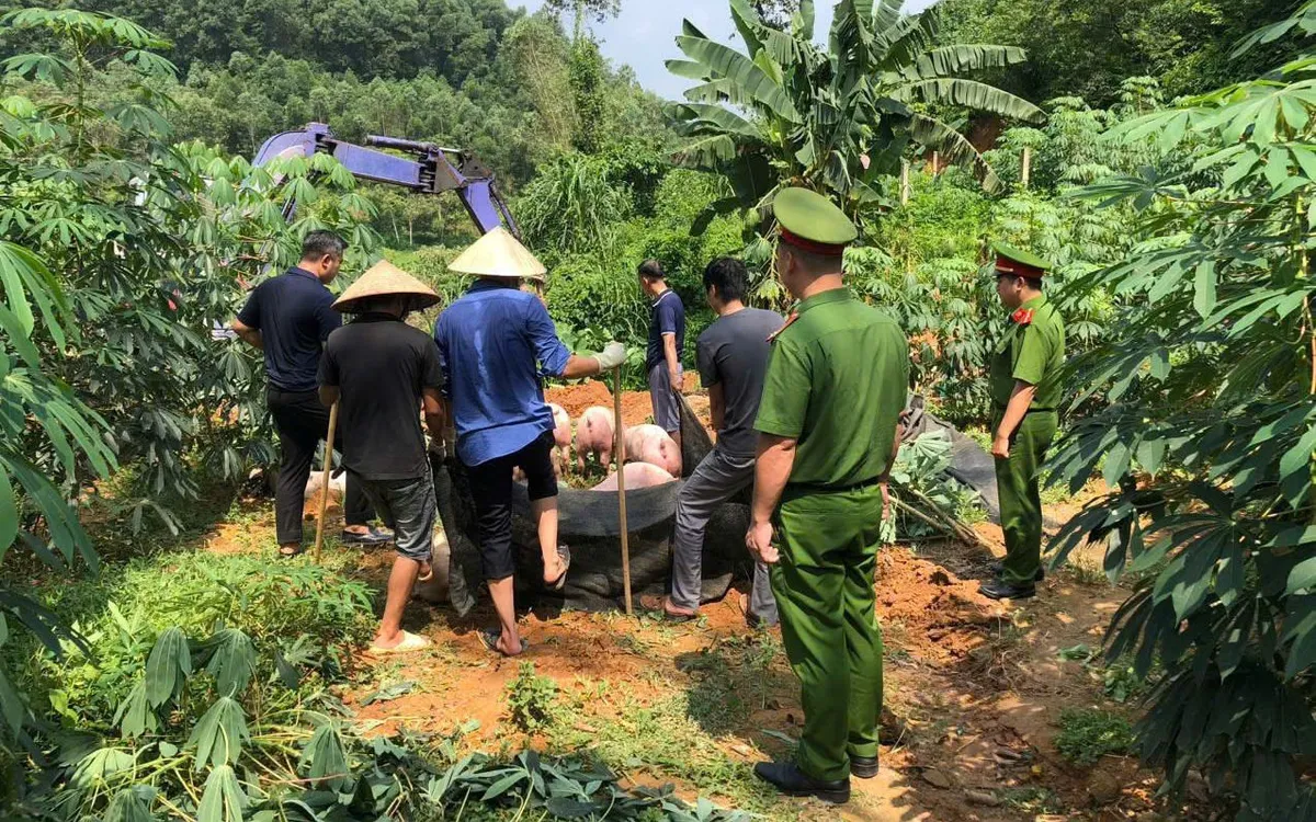 Lực lượng chức năng tỉnh Phú Thọ đã tiêu hủy hơn 2.100 tấn lợn.