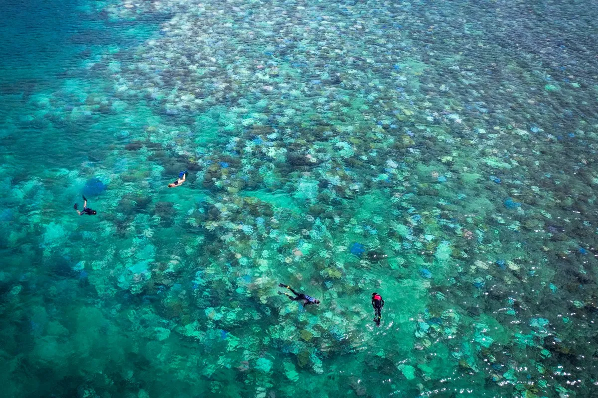 Rạn san hô Great Barrier của Australia suy giảm kỷ lục do hiện tượng tẩy trắng hàng loạt - Ảnh 1.