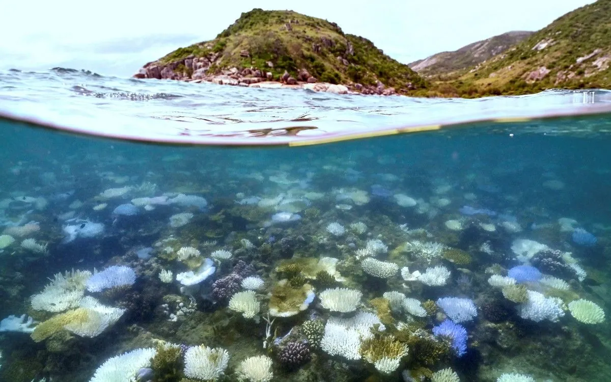San hô bị tẩy trắng và chết quanh đảo Lizard trên rạn Great Barrier (Ảnh chụp ngày 5/4/2024 - Nguồn: AFP)
