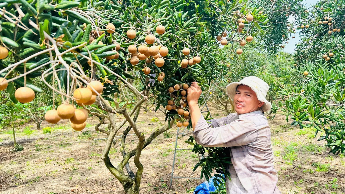 TP Hồ Chí Minh: Mô hình trồng cây ăn trái kết hợp du lịch xanh- Ảnh 1. TP Hồ Chí Minh: Mô hình trồng cây ăn trái kết hợp du lịch xanh- Ảnh 1.