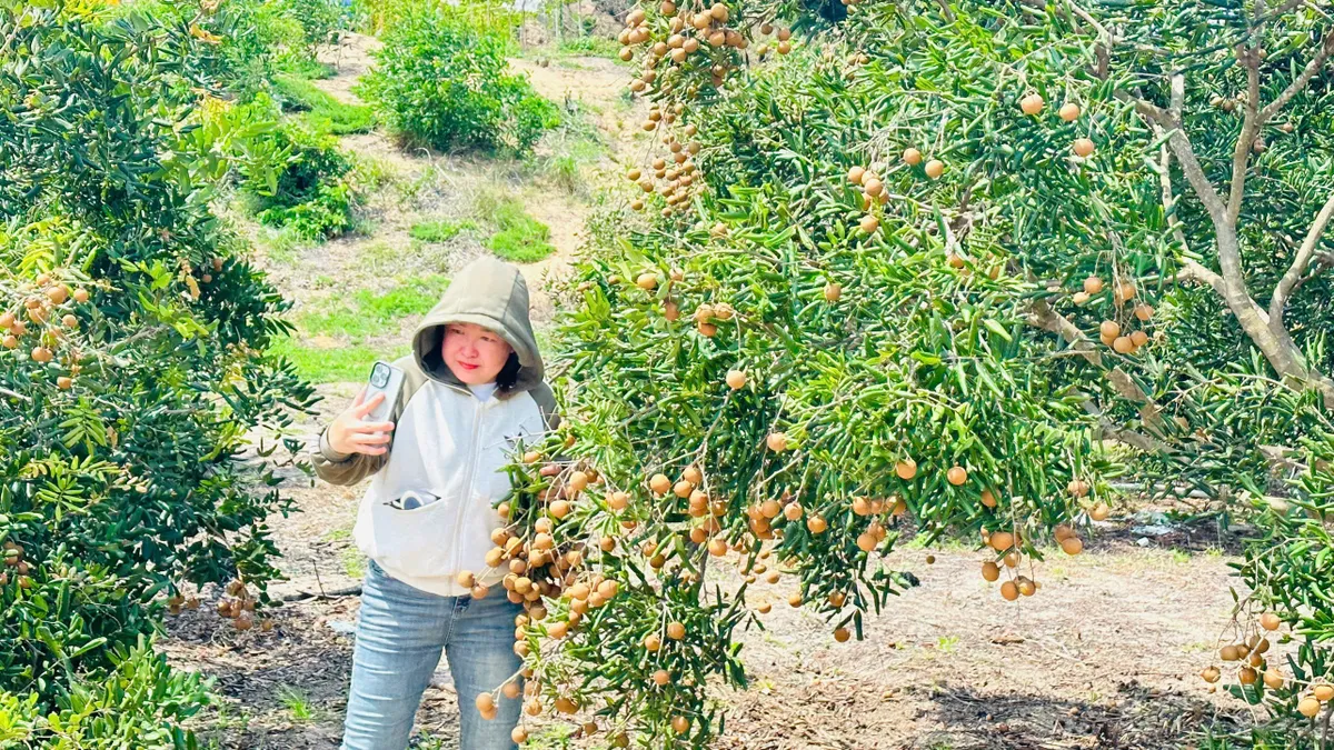 TP Hồ Chí Minh: Mô hình trồng cây ăn trái kết hợp du lịch xanh- Ảnh 2. TP Hồ Chí Minh: Mô hình trồng cây ăn trái kết hợp du lịch xanh- Ảnh 2.