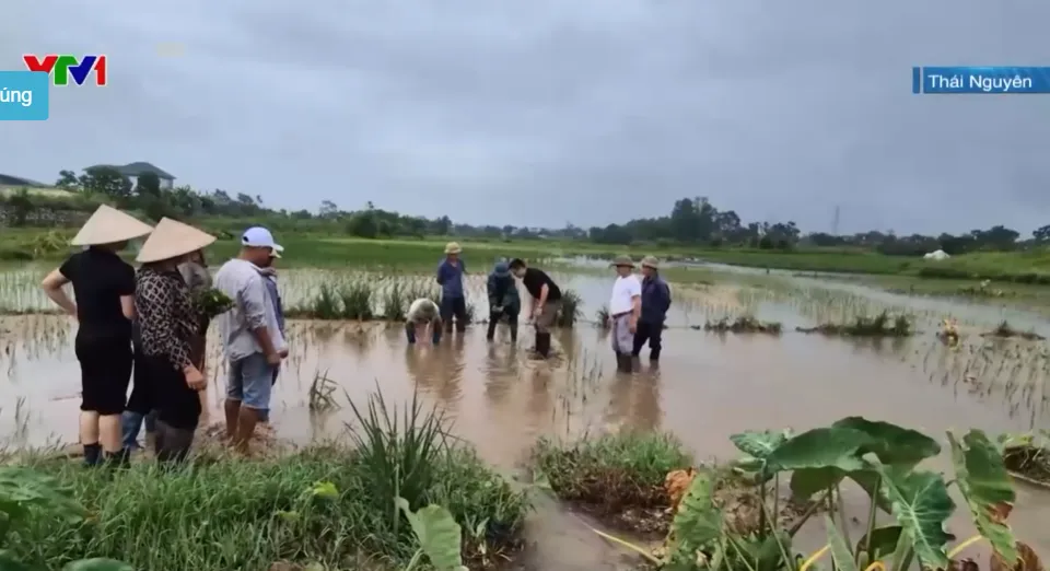 Thái Nguyên: Bờ suối sạt lở gây ngập ruộng, nông dân mất trắng hai vụ liên tiếp - Ảnh 3.