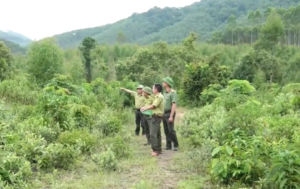 Bắc Ninh: Dấu hiệu buông lỏng quản lý để rừng tự nhiên ‘hô biến’ thành rừng trồng kinh tế - Ảnh 5.