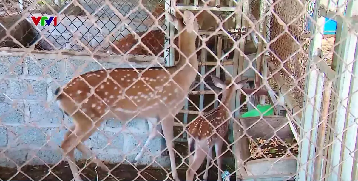 Làm giàu từ nuôi động vật hoang dã: Lợi nhuận cao, rủi ro dịch bệnh rình rập - Ảnh 1.