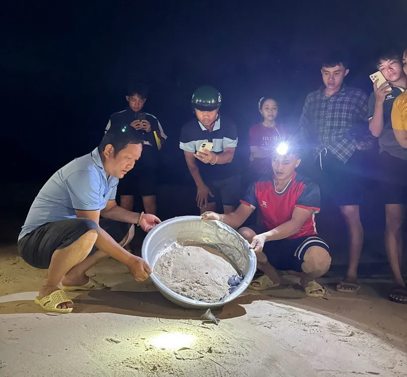 Hỗ trợ đưa 11 chú rùa con về với biển - Ảnh 1.