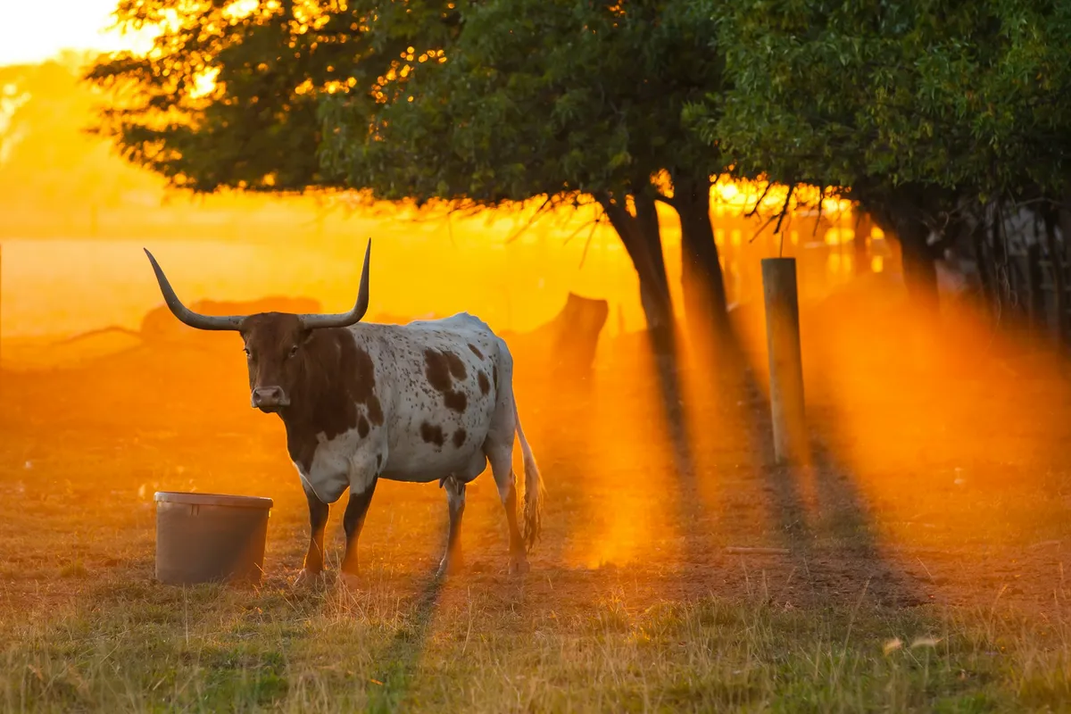 Nguy cơ bùng phát dịch ruồi ký sinh ăn thịt gia súc tại Texas - Ảnh 1.