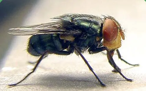 Ruồi screwworm - loài ký sinh ăn thịt gia súc và động vật hoang dã khi còn sống (Ảnh: Texas Animal Health Commission)