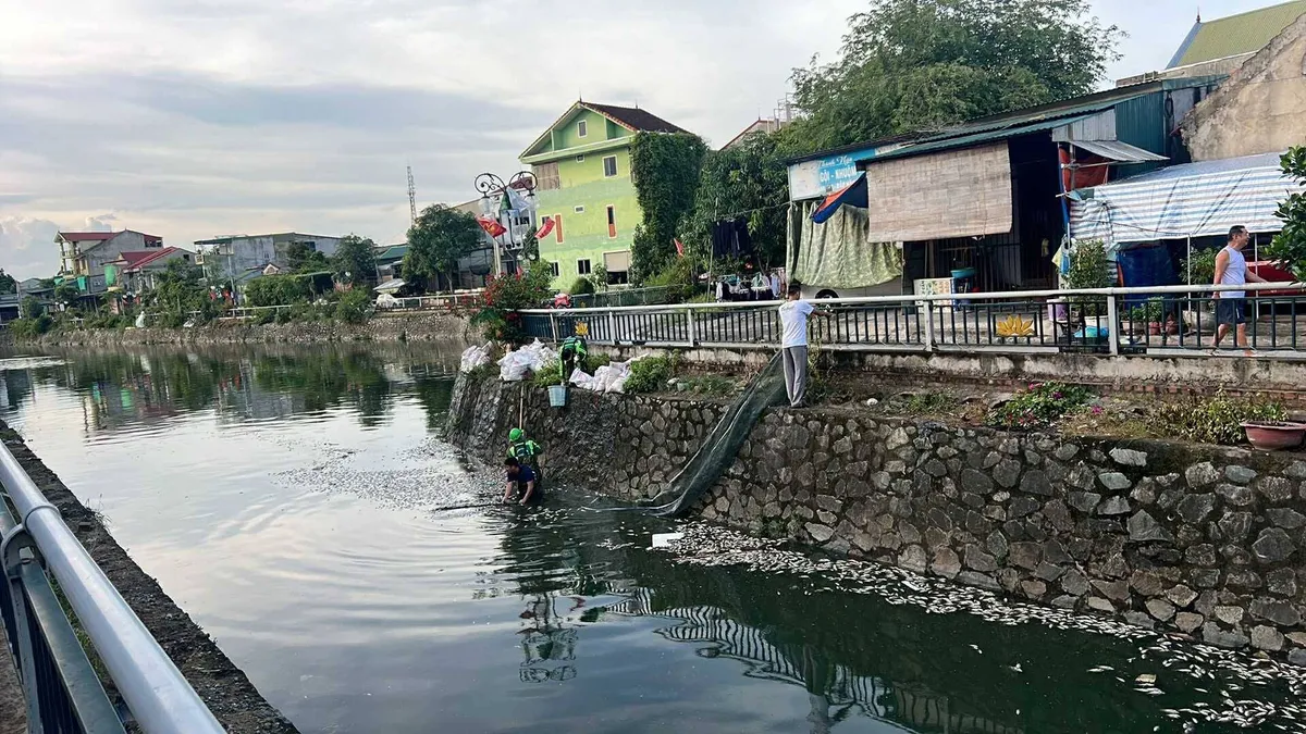 Nghệ An: Cá chết nổi trắng trên kênh hào thành cổ Vinh - Ảnh 2.